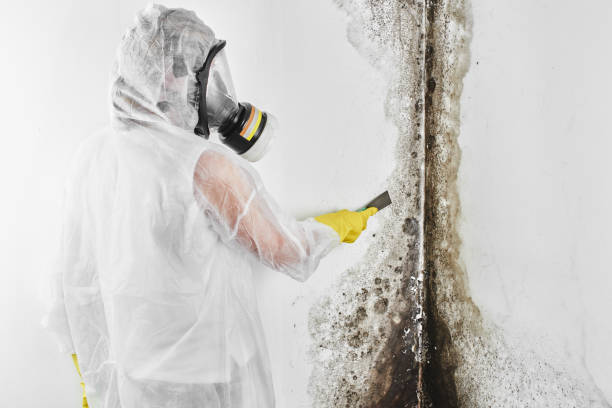 Best Mold Prevention Services  in Roma, TX